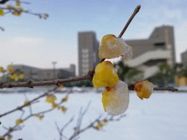 梅花香自苦寒来