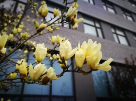 那些花儿
